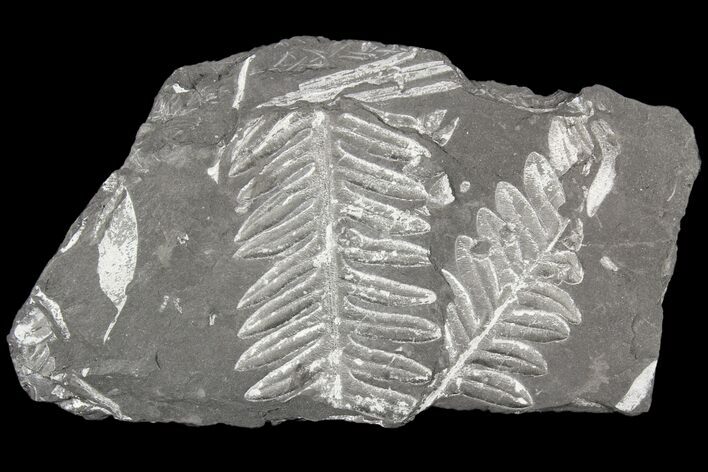 Wide Fossil Seed Fern Plate - Pennsylvania #79692